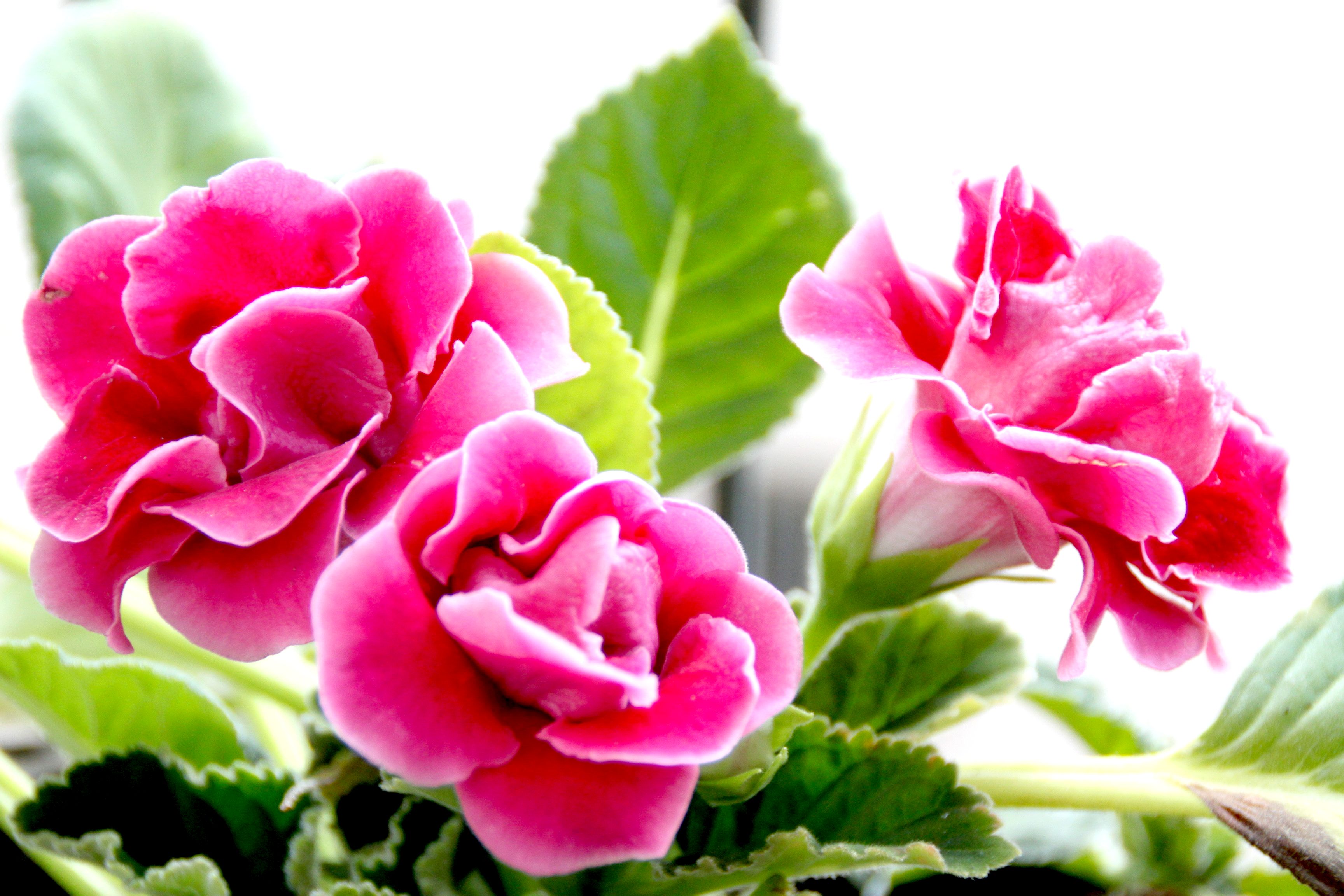  p>花卉,是具有观赏价值的草本植物,是用来描绘欣赏的植物的统称,喜阳