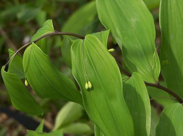  p> b>长梗黄精 /b>( i>polygonatum filipes /i>),百合科多年生草本