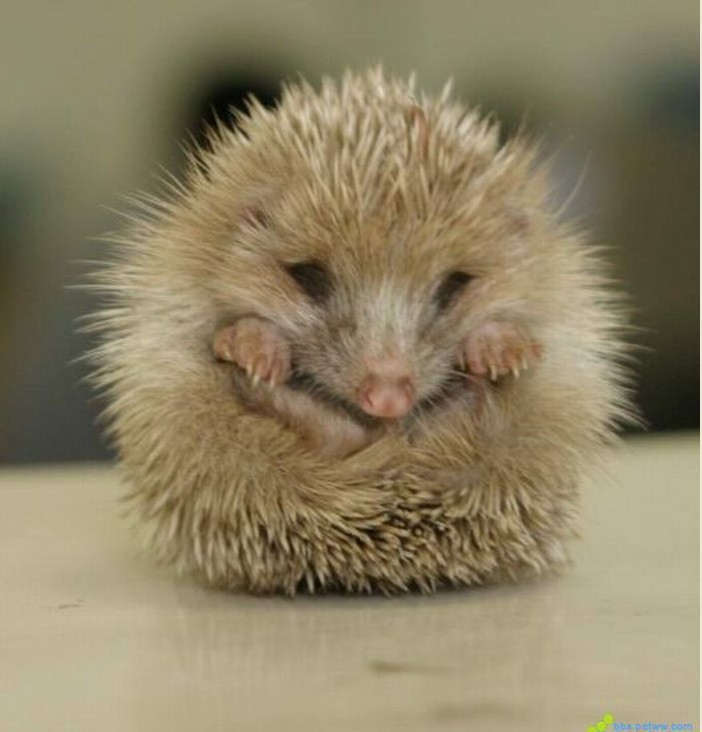 hemiechinus  dauricus