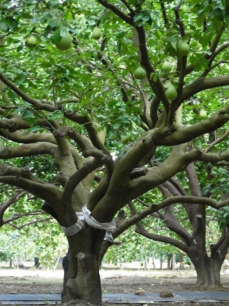  p>白背桤叶树(学名:clethra gronov.