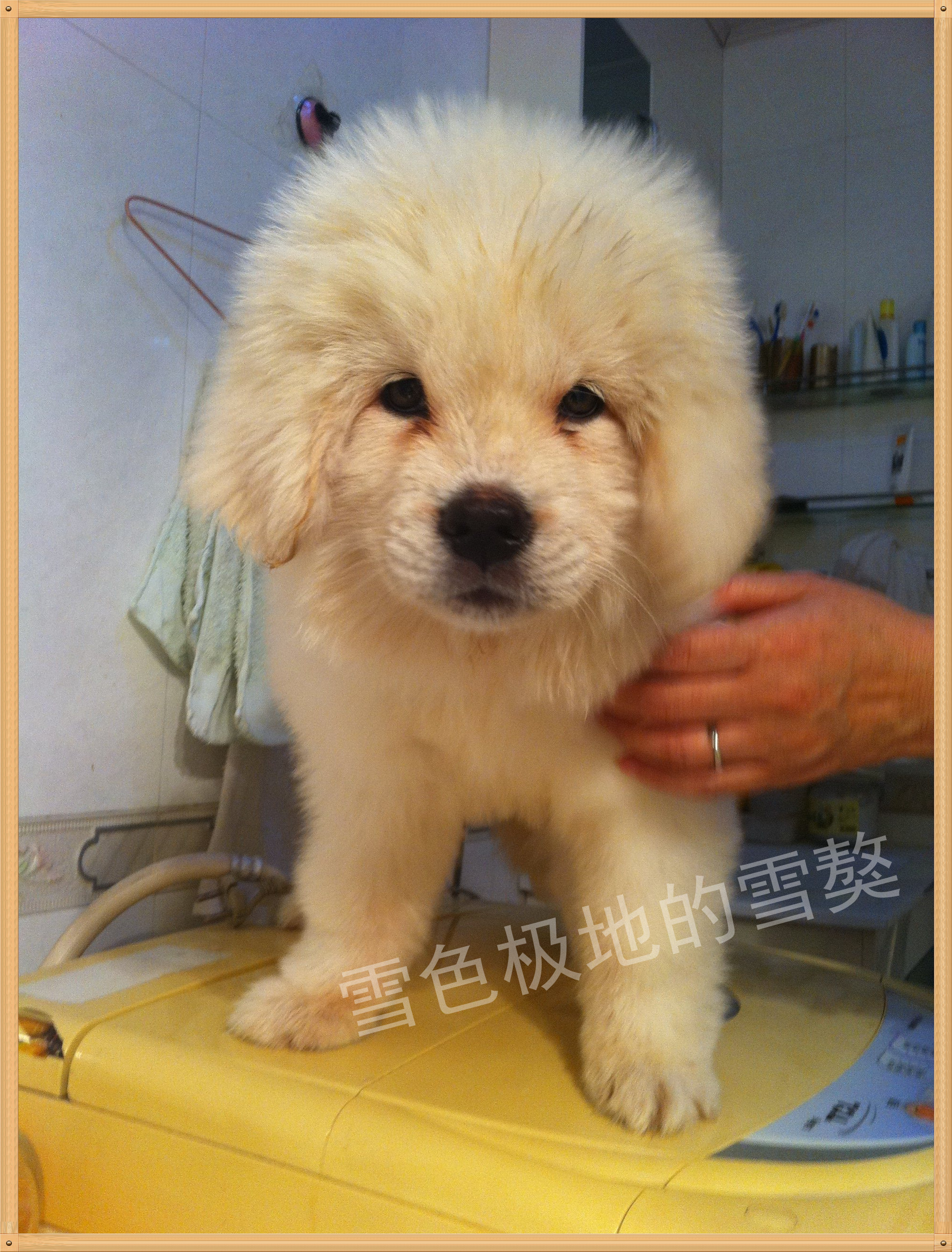  p>雪獒,全身雪白的 a target="_blank" href="/item/藏獒/5311" data