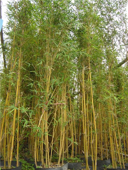  p>黄金间碧竹(学名: i>bambusa vulgaris  /i>schrader ex wendland