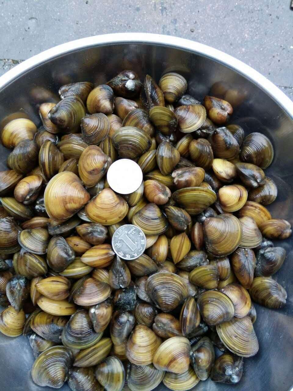 莱阳五龙河河蚬