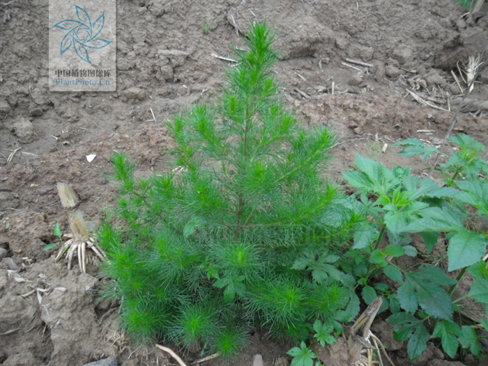  p>光沙蒿(学名: i>artemisia oxycephala /i> kitag.