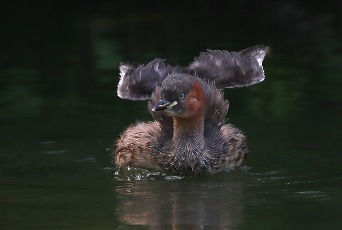  p>鸊鷉(学名: i>podicedidae /i>;英文名称:grebes):是一类 a href="