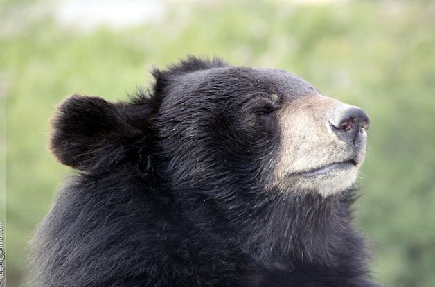  p>黑熊(学名: i>ursus thibetanus /i>):是食肉目,熊科动物.