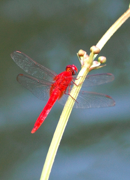 猩红蜻蜓