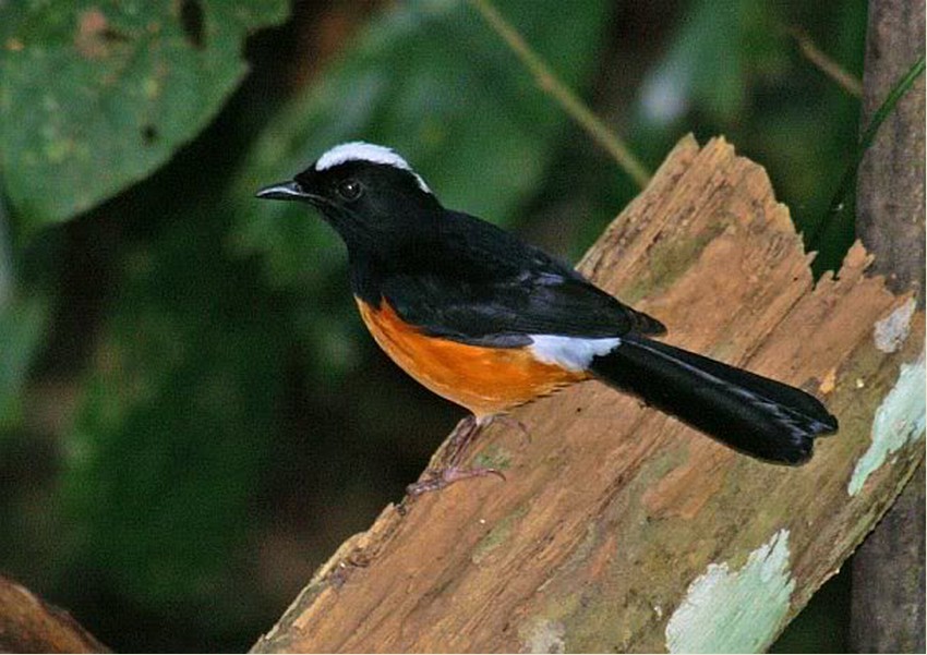 属 /a>,又名 b>猪屎渣 /b>, b>吱渣 /b>, b>信鸟 /b>或 b>四喜 /b>