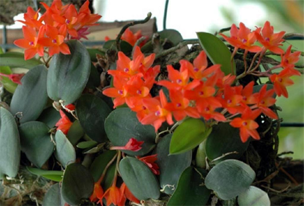  p>朱色兰又名索芙兰, a target="_blank" href