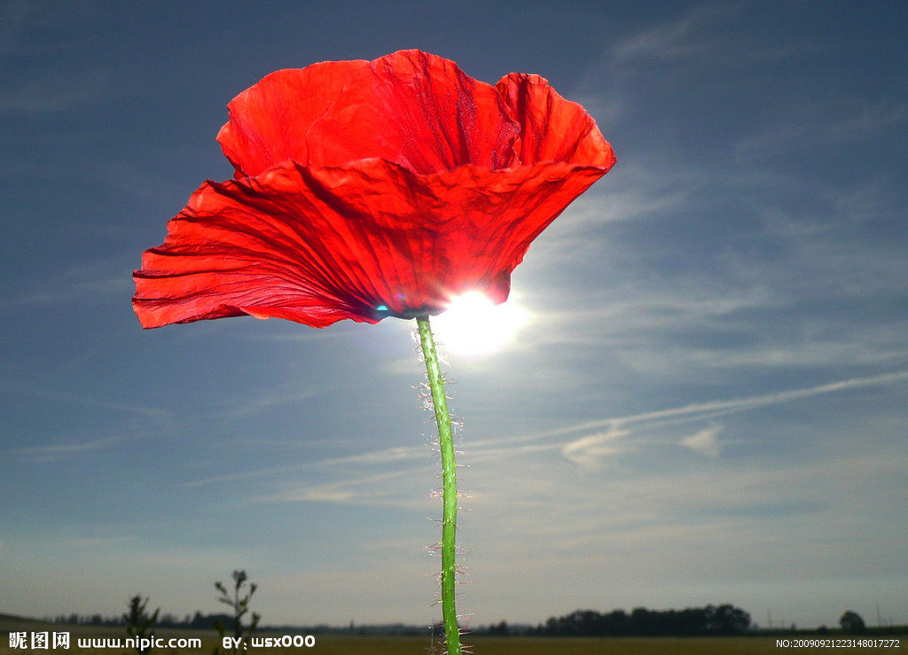  p data-id="gnws3vftie">大红罂粟(学名:papaver bracteatum)为 a