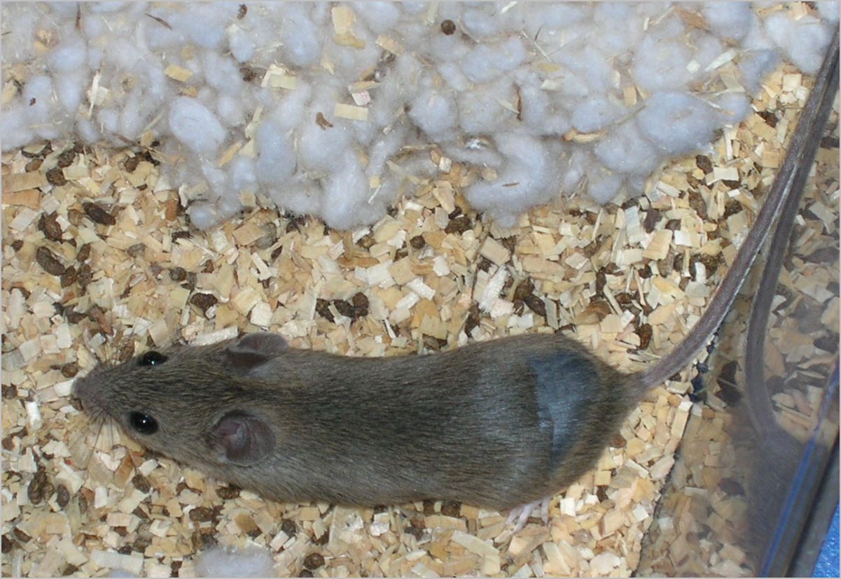  p>褐家鼠(学名 i>: /i> i>rattus norvegicus /i>),也称为褐鼠,大家