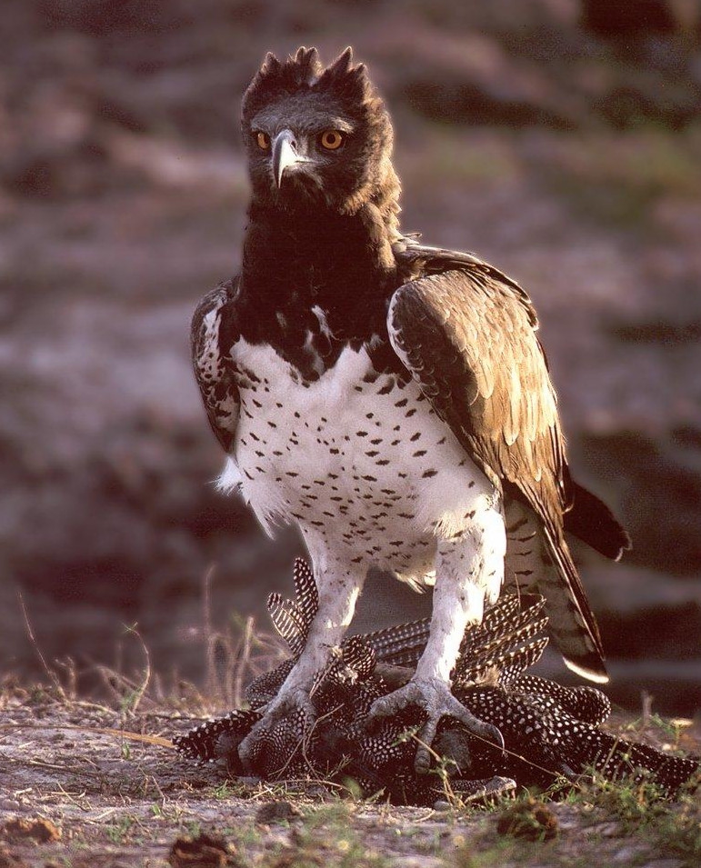 polemaetus bellicosus