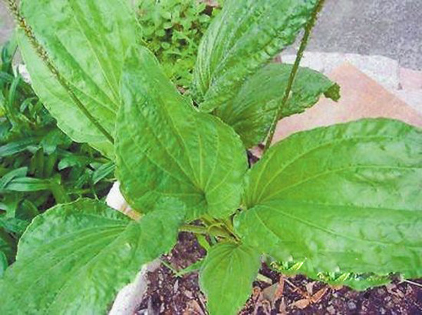  p>蛤蟆叶,一年生草本植物,可入药,味微苦,性凉