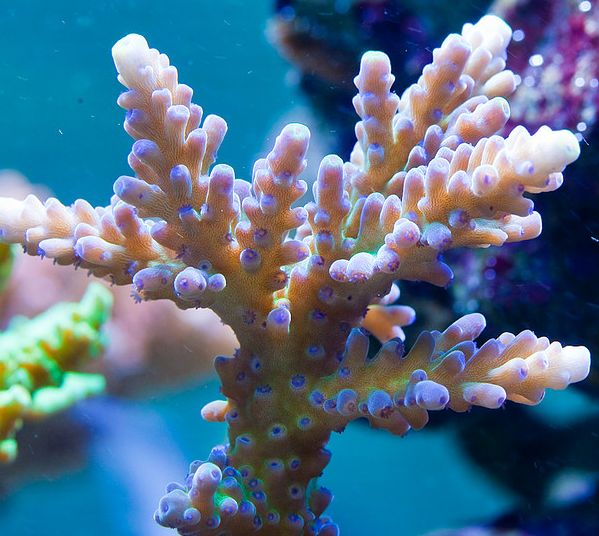  p>奥斯特拉鹿角珊瑚是一种 a target="_blank" href="/item/鹿角珊瑚