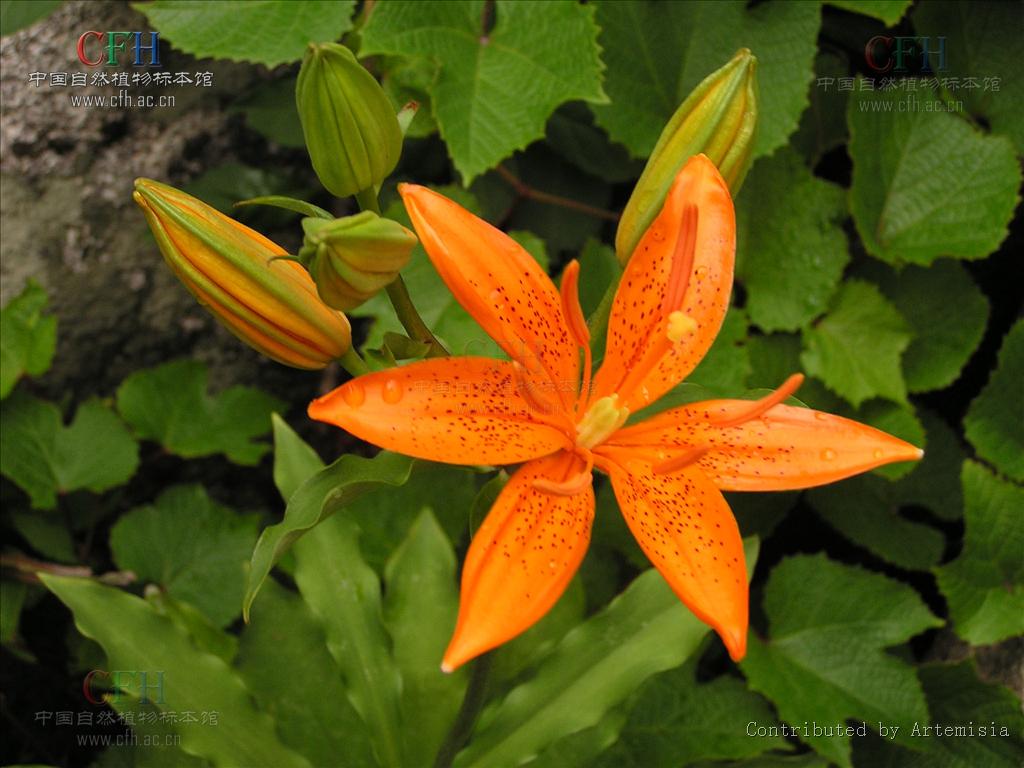  p>青岛百合(学名: i>lilium tsingtauense /i>)又名 a target="