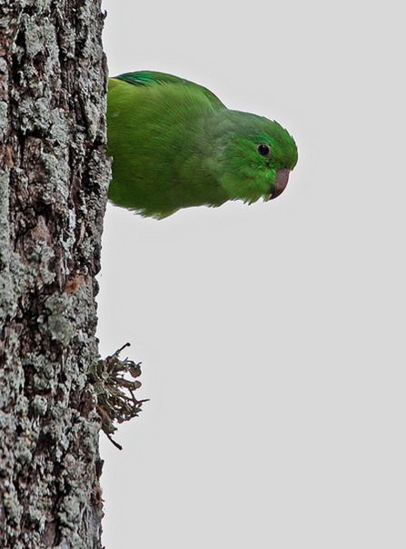  p>绿腰鹦哥(学名:forpus xanthopterygius)是一种 a target="_blank"