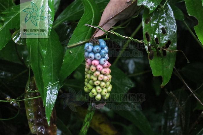 科/6721720" data-lemmaid="6721720">天南星科 /a>魔芋属的植物,是