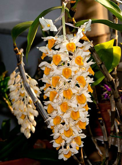  p>球花石斛(学名: i>dendrobium thyrsiflorum /i>  rchb. f.