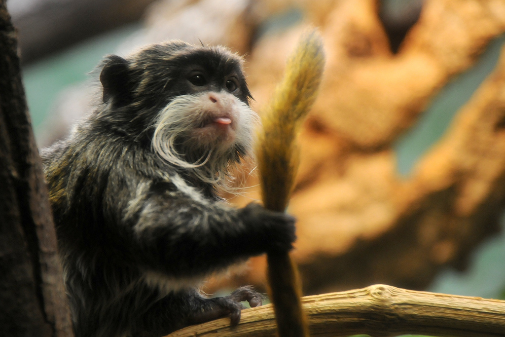  p>皇柽柳猴(学名: i>saguinus imperator /i>)是一种 a target="