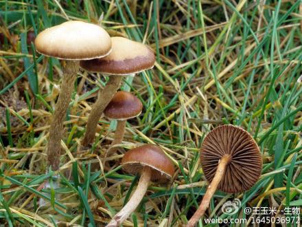 种一起被称为"神圣的蘑菇"或"幻觉蘑菇")它们有着白色的菌盖和菌柄