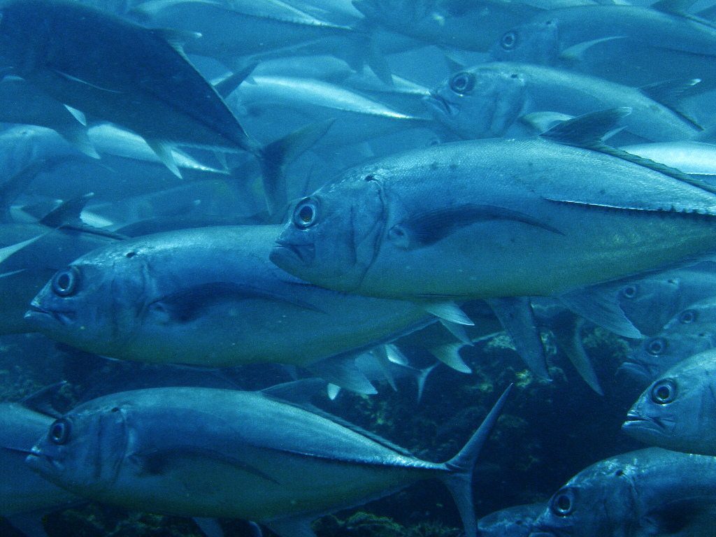  p>六带鲹,学名: i>caranx sexfasciatus /i> (quoy et gaimard, 1825