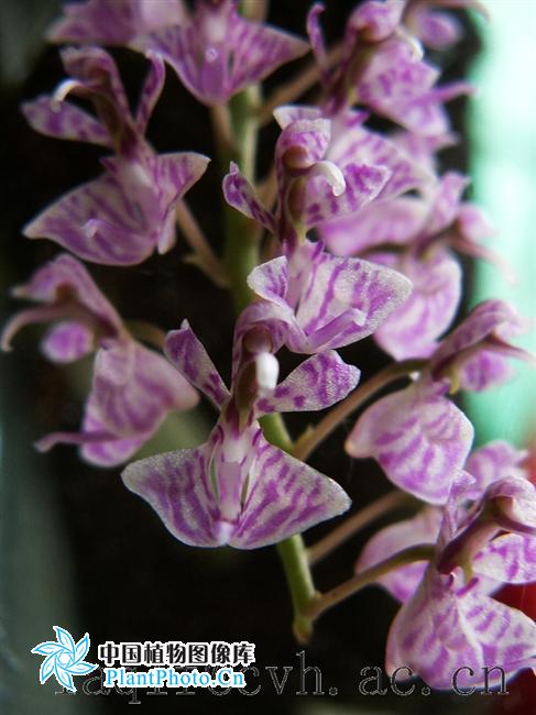 tsi),为兰科 a target="_blank" href="/item/象鼻兰属">象鼻兰属 /a>