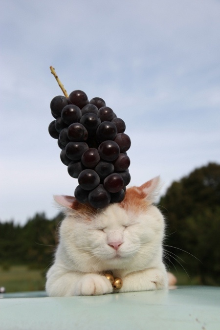  p> a target="_blank" href="/item/猫叔">猫叔 /a>(2002年3月8日