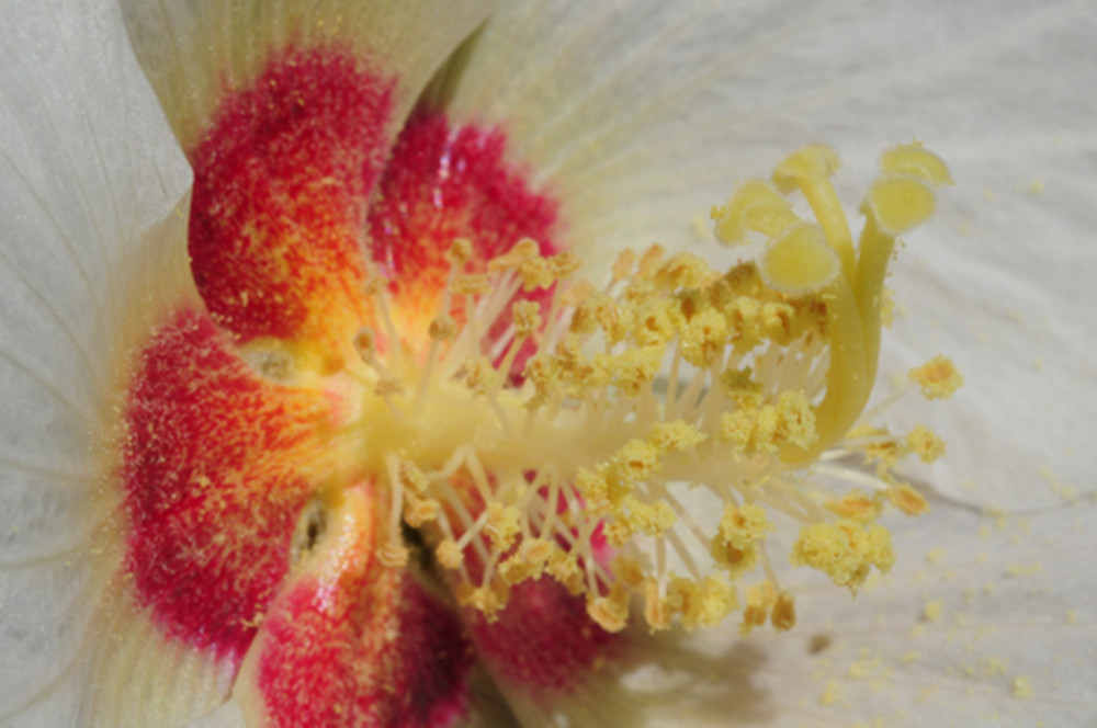 data-lemmaid="280789">被子植物 /a>花中雄蕊存