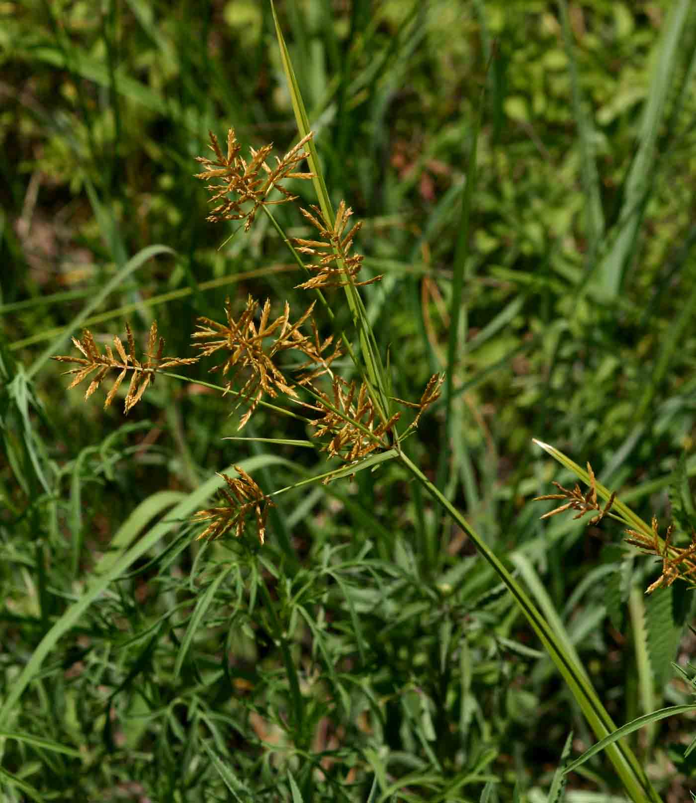cyperus esculentus l