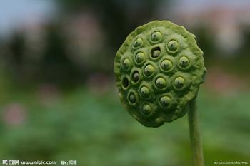 藕夹的营养价值很高,富含铁,钙等微量元素,植物蛋白质,维生素以及淀粉