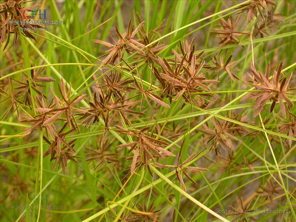 别名: a target="_blank" href="/item/球穗扁莎草/10682761" data