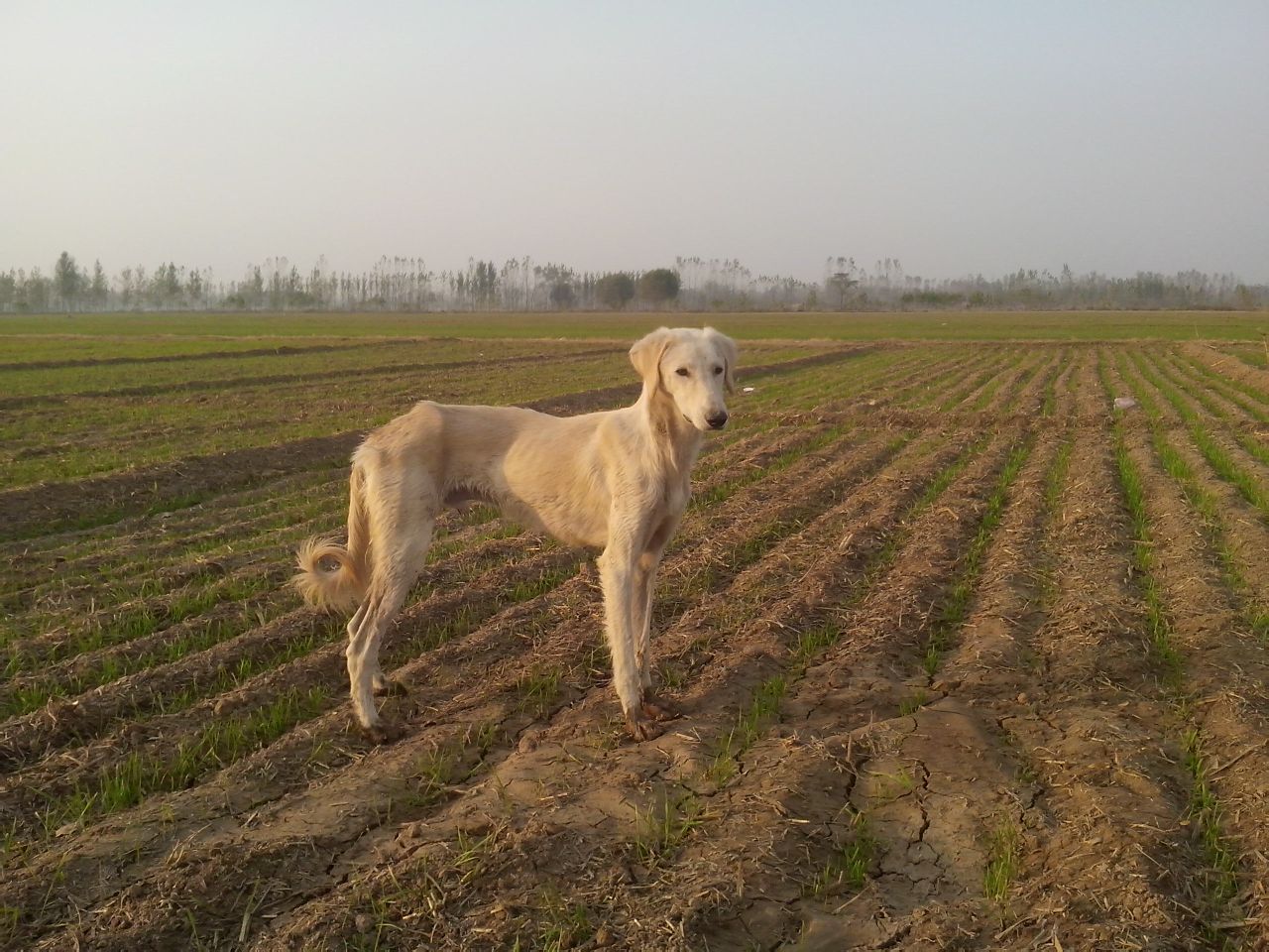  p>山东细犬即山东猎犬也叫山东细狗,产于山东的 a href="#" data