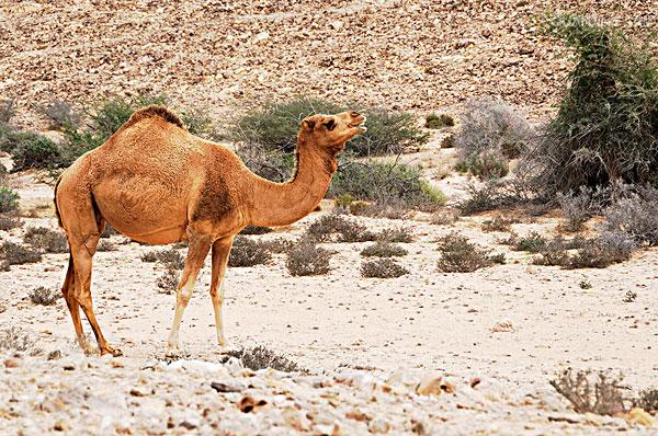 >camelus dromedarius /i>):体长约3米,高2米以上,因有一个驼峰而得名