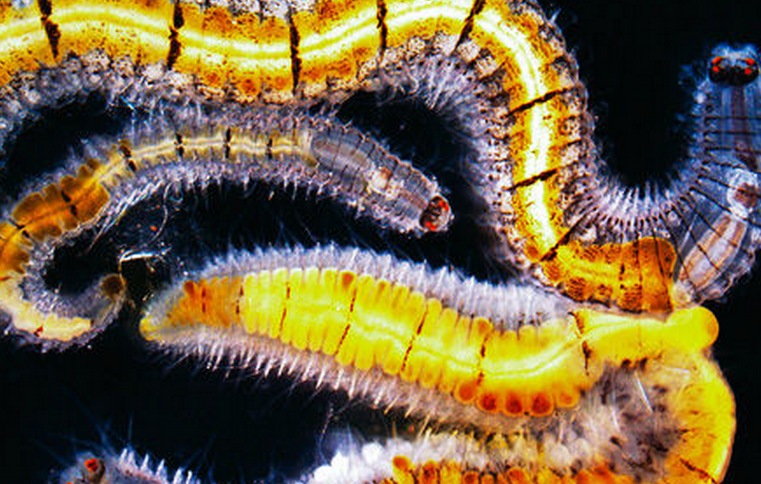  p>火刺虫, a target="_blank" href="/item/环节动物门/2614750"