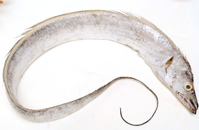  p>南海带鱼,栖息深度:0 - 200公尺;地理分布:分布於印度-西太平洋