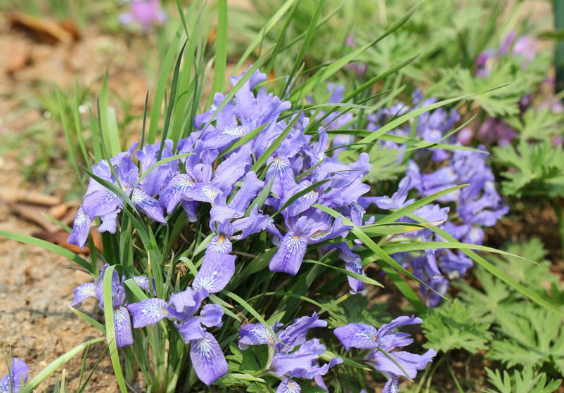  p>粗根鸢尾(学名: i>iris tigridia /i>  bunge ex ledeb.