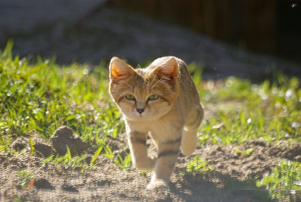  p>沙丘猫(学名: i>felis margarita /i>):是最小的 a target="_blank