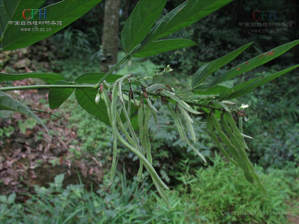  p>小槐花(学名: i>ohwia caudata /i>),别名:锐叶小槐花,茉草,抹草