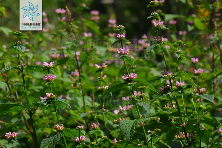  p>大叶糙苏(学名: i>phlomis maximowiczii /i> regel)是唇形科糙苏