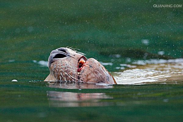  i>eumetopias jubatus  /i>),是海狮科,北海狮属动物