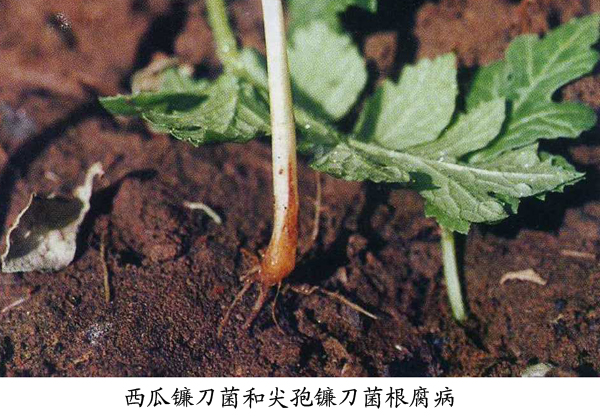 西瓜镰刀菌根腐病