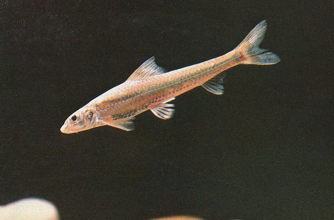  p>长蛇鮈(学名: i>saurogobio dumerili /i>)是鲤科,蛇鮈属的一种