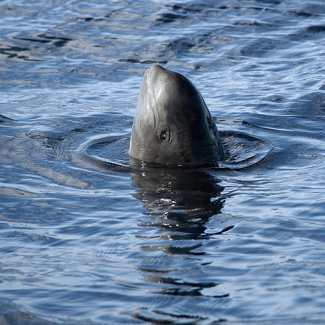  p>短肢领航鲸(学名:globicephala macrorhynchus),其主要特征是前额