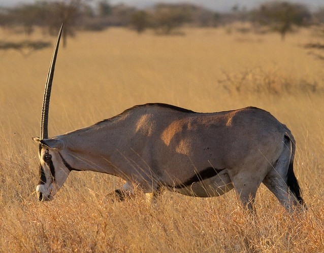  p>东非剑羚(学名: i>oryx beisa /i>):是偶蹄目,牛科,剑羚属的哺乳