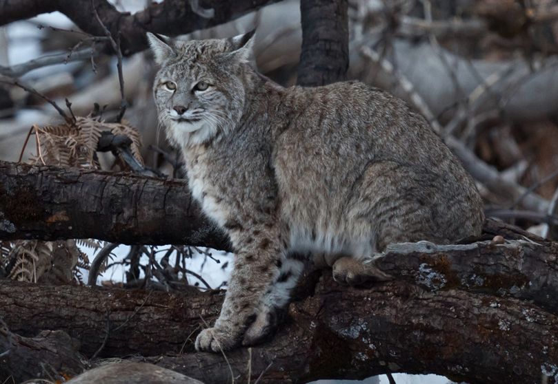  p>短尾猫指名 a href="#" data-lemmaid="6290944">亚种 /a>(学名: i