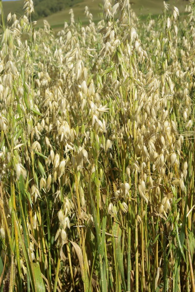  p>莜麦(学名: i>avena chinensis /i> (fisch. ex roem. et schult.