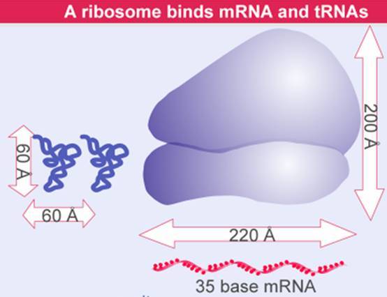  p>核糖体rna,即rrna,是细胞内含量最多的一类 a target="_blank"