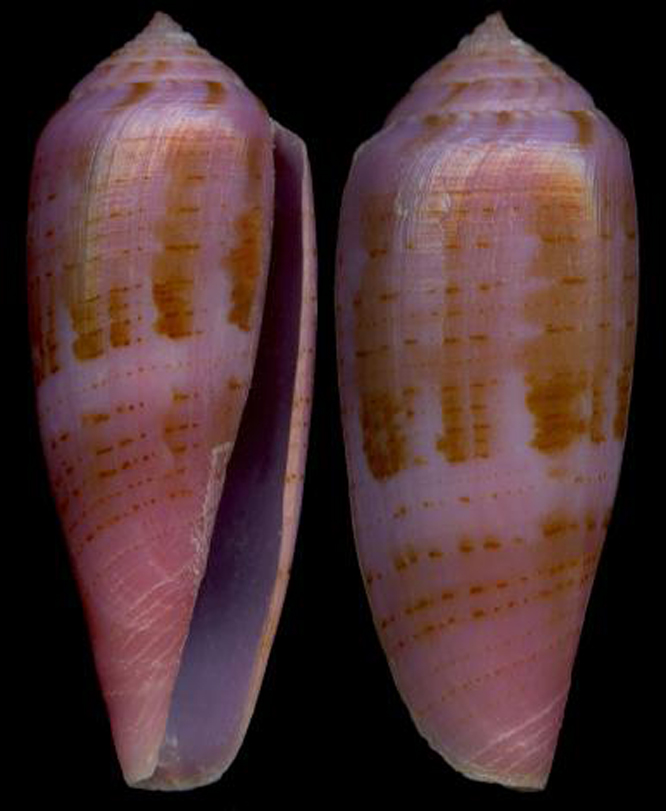  p>三吉紫芋螺是一种新腹足目,芋螺科类生物,主要分布于日本,澳大利亚