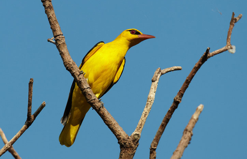 eurasian golden-oriole