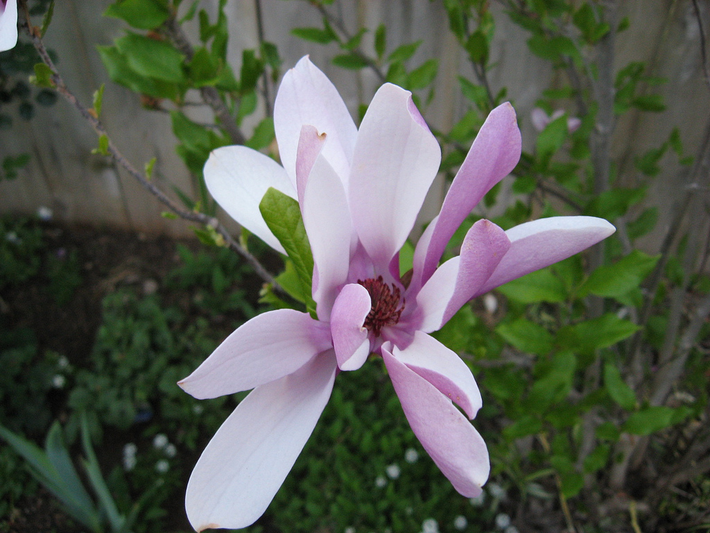 magnolia denudata